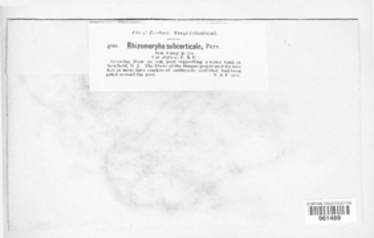 Rhizomorpha subcorticalis image